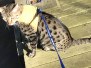 Annie, Egyptian Mau, Bronze, Female, #1 DOB 7-26-17