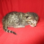 Mau, Bronze, Female, DOB 7-26-17