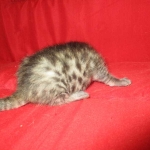 Mau, Bronze, Female, DOB 7-26-17