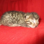 Mau, Bronze, Female, DOB 7-26-17