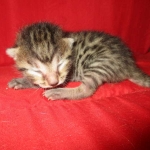 Mau, Bronze, Female, DOB 7-26-17