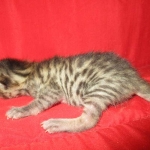 Mau, Bronze, Female, DOB 7-26-17