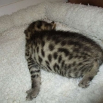 Mau, Bronze, Female, DOB 7-26-17