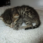 Mau, Bronze, Female, DOB 7-26-17