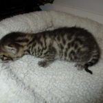 Mau, Bronze, Female, DOB 7-26-17