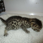 Mau, Bronze, Female, DOB 7-26-17