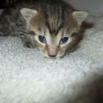 Mau, Bronze, Female, DOB 7-26-17