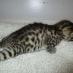 Mau, Bronze, Female, DOB 7-26-17