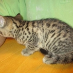 Annie, Mau, Bronze, Female, DOB 7-26-17