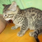 Annie, Mau, Bronze, Female, DOB 7-26-17