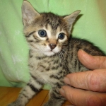 Annie, Mau, Bronze, Female, DOB 7-26-17
