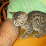 Annie, Mau, Bronze, Female, DOB 7-26-17