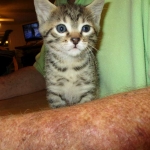Annie, Mau, Bronze, Female, DOB 7-26-17