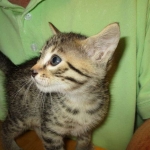 Annie, Mau, Bronze, Female, DOB 7-26-17