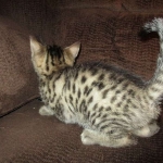 Annie, Mau, Bronze, Female, DOB 7-26-17