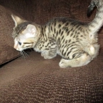 Annie, Mau, Bronze, Female, DOB 7-26-17