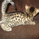 Annie, Mau, Bronze, Female, DOB 7-26-17