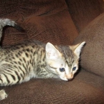 Annie, Mau, Bronze, Female, DOB 7-26-17