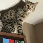 Annie, Mau, Bronze, Female, DOB 7-26-17