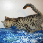 Annie, Mau, Bronze, Female, DOB 7-26-17