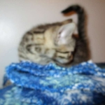 Annie, Mau, Bronze, Female, DOB 7-26-17