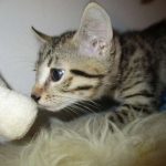 Annie, Mau, Bronze, Female, DOB 7-26-17