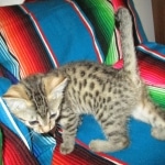 Annie, Mau, Bronze, Female, DOB 7-26-17