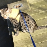 Annie, Mau, Bronze, Female, DOB 7-26-17