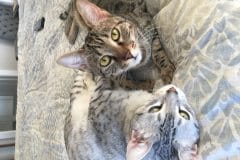 Sophie Egyptian Mau Bronze female #2 DOB 1/22/17