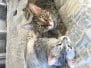 Sophie Egyptian Mau Bronze female #2 DOB 1/22/17