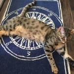 Sophie, Egyptian Mau, Bronze Female DOB 1-22-17