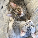 Sophie, Egyptian Mau, Bronze Female DOB 1-22-17