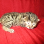 Egyptian Mau, Bronze Female DOB 1-22-17