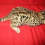 Egyptian Mau, Bronze Female DOB 1-22-17