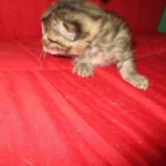 Egyptian Mau, Bronze Female DOB 1-22-17