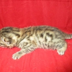 Egyptian Mau, Bronze Female DOB 1-22-17