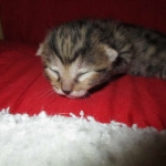 Egyptian Mau, Bronze Female DOB 1-22-17