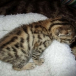 Sofie, Egyptian Mau, Bronze Female DOB 1-22-17