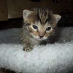 Sofie, Egyptian Mau, Bronze Female DOB 1-22-17