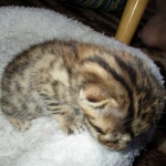 Sofie, Egyptian Mau, Bronze Female DOB 1-22-17