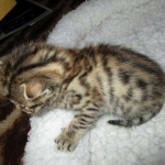 Sofie, Egyptian Mau, Bronze Female DOB 1-22-17