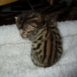 Sofie, Egyptian Mau, Bronze Female DOB 1-22-17