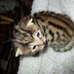 Sofie, Egyptian Mau, Bronze Female DOB 1-22-17