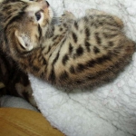 Sofie, Egyptian Mau, Bronze Female DOB 1-22-17