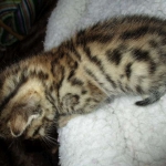 Sofie, Egyptian Mau, Bronze Female DOB 1-22-17