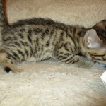 Sofie, Egyptian Mau, Bronze Female DOB 1-22-17