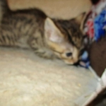 Sofie, Egyptian Mau, Bronze Female DOB 1-22-17