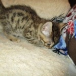 Sofie, Egyptian Mau, Bronze Female DOB 1-22-17