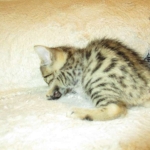 Sofie, Egyptian Mau, Bronze Female DOB 1-22-17