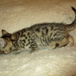 Sofie, Egyptian Mau, Bronze Female DOB 1-22-17